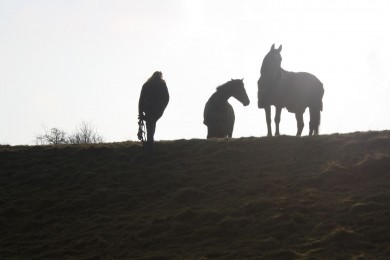Early Morning Silhouette with Cloudy May and Ellie at Top of Parkland - Equine Therapy Center