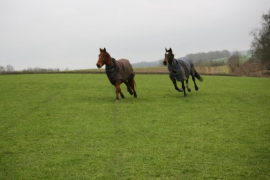 Cloudy May and Copper Bobby Enjoying a Gallop Together - Equine Therapy Center