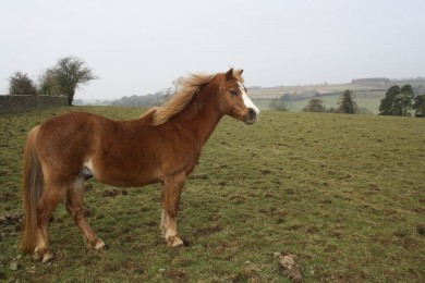 A Windswept Tomos from top of the Parkland - Equine Therapy Center
