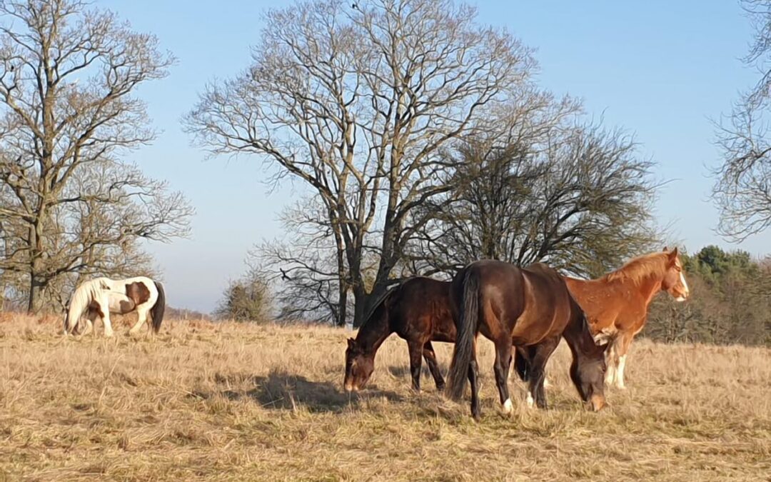 Introduction to Equine Therapy
