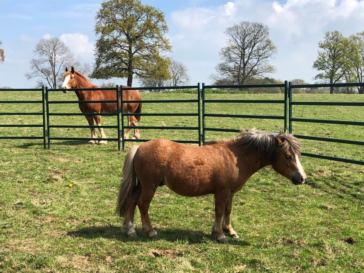 Robby-tries-out-the-round-pen