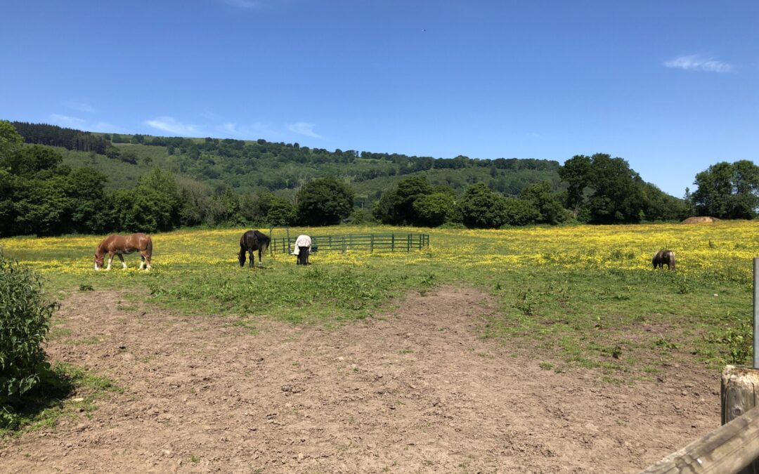 Horsemanship Level 1 – Issues