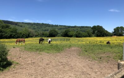 Horsemanship Level 1 – Issues